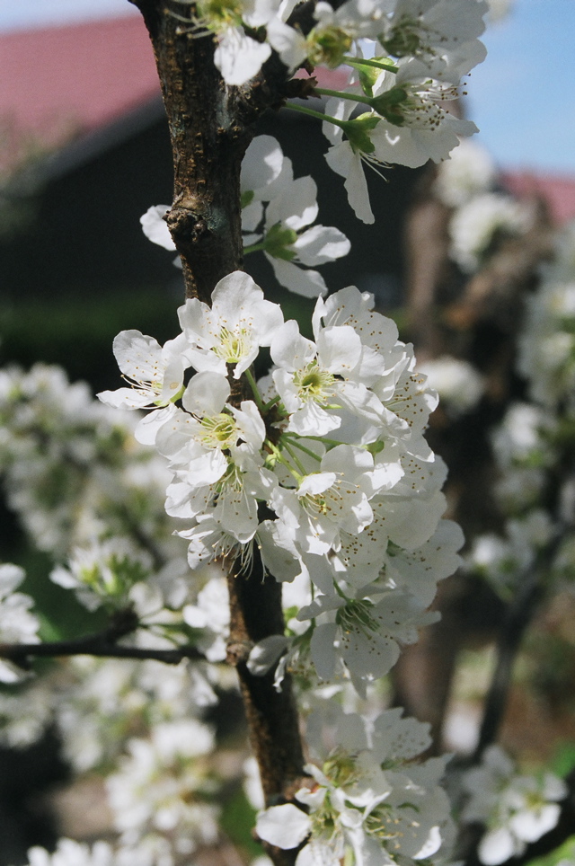 PlumBlossoms2007c