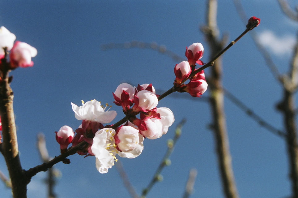 ApricotGraftFirstBlossom