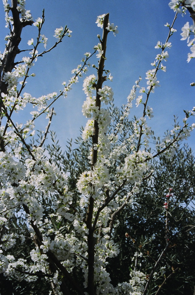 PlumBlossoms2007a