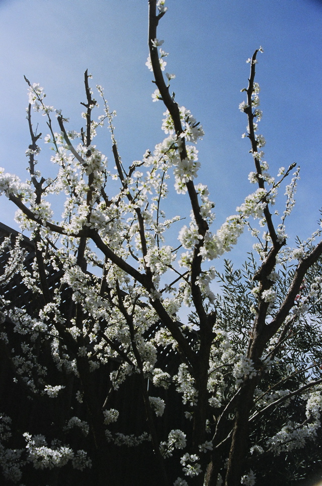 PlumBlossoms2007b