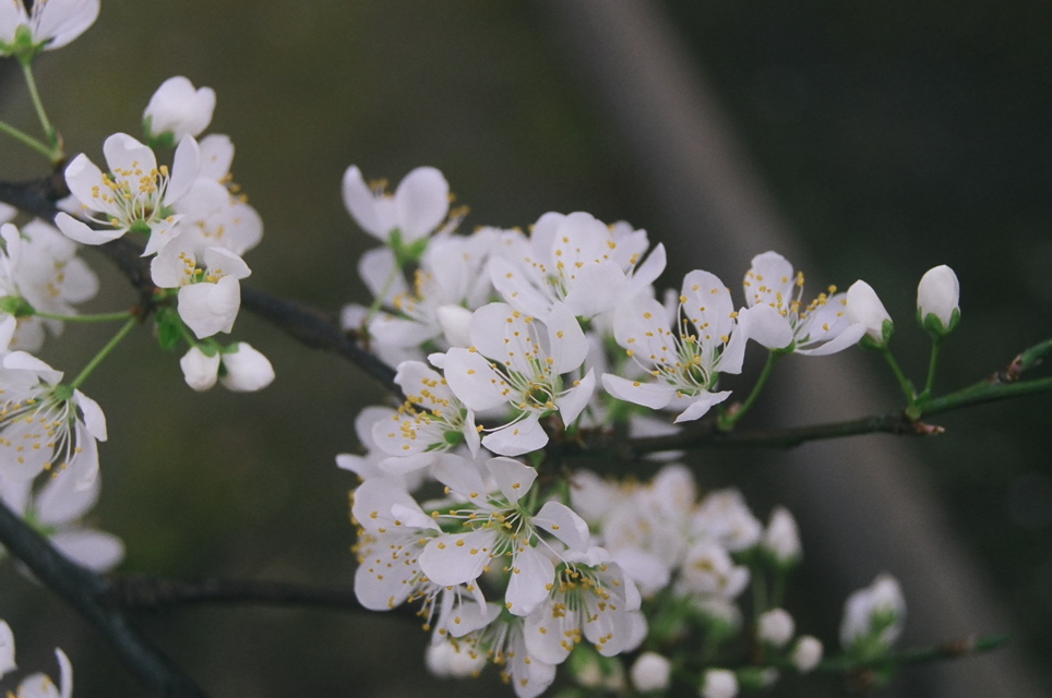 PlumBlossomsCloseup