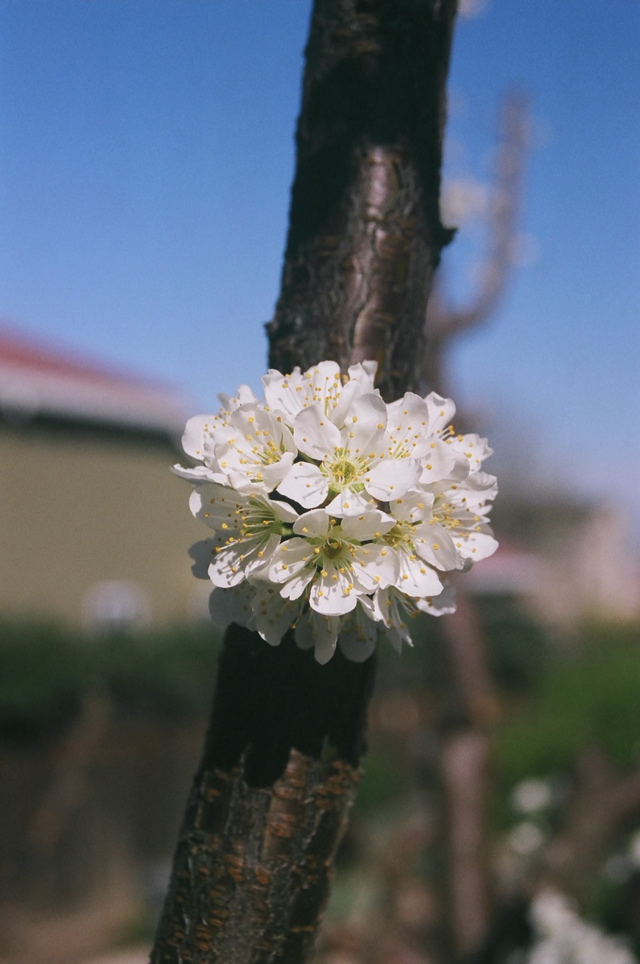 PlumBlossomCluster