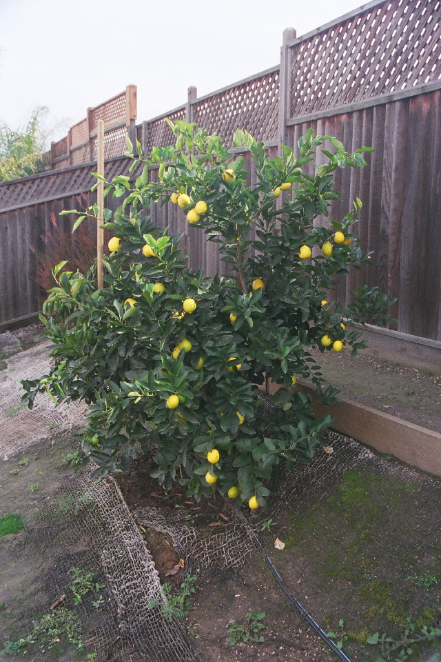 Backyard: Bearss Lime with ripe fruit