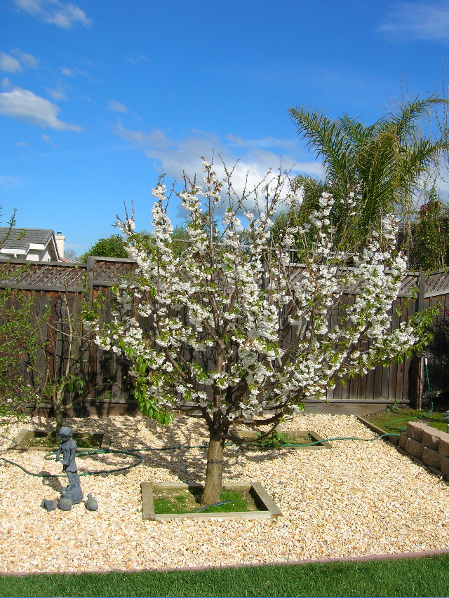 Cherry Tree in Full Blossom