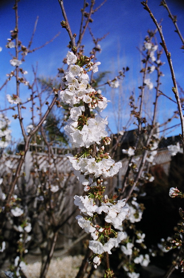 Cherry Blossom Closeup