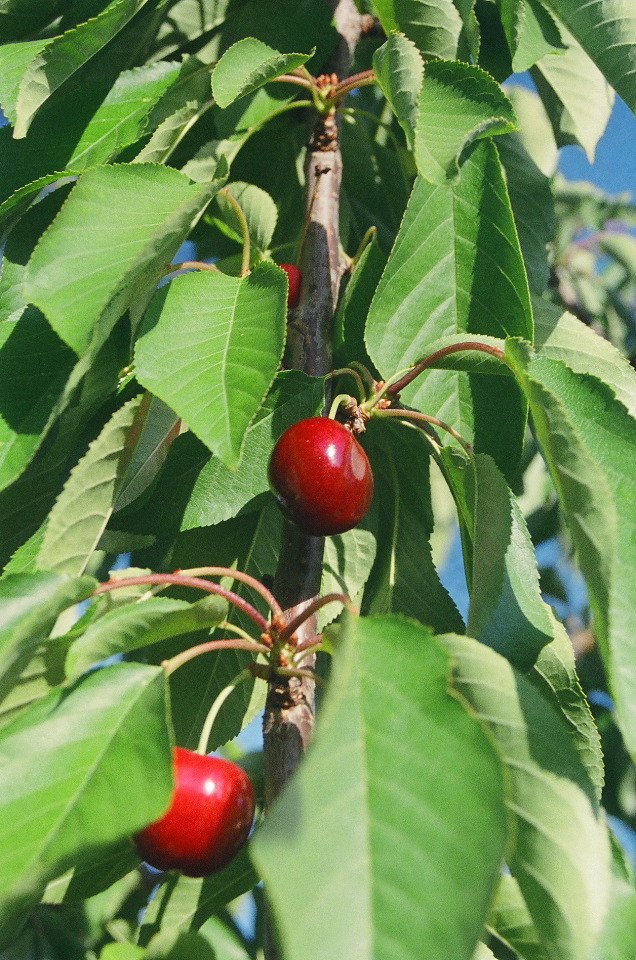 Ripe Lapin Cherries