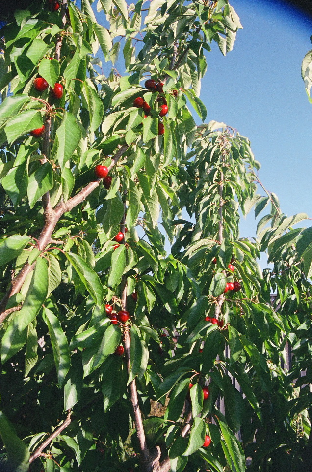 More Cherries