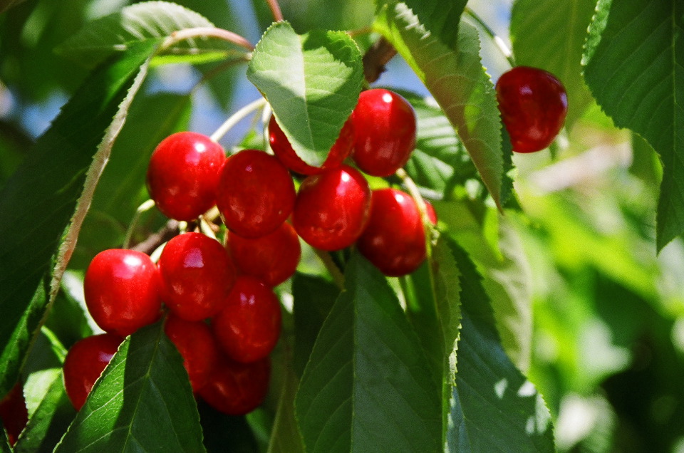 Cherry Cluster