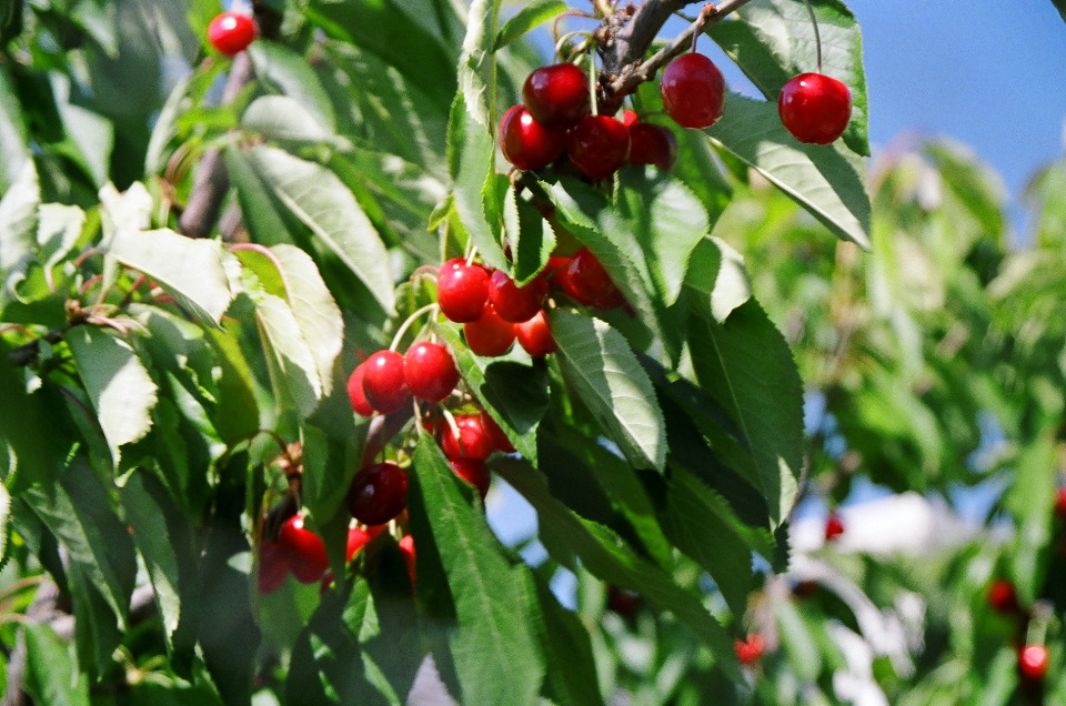 Cherries