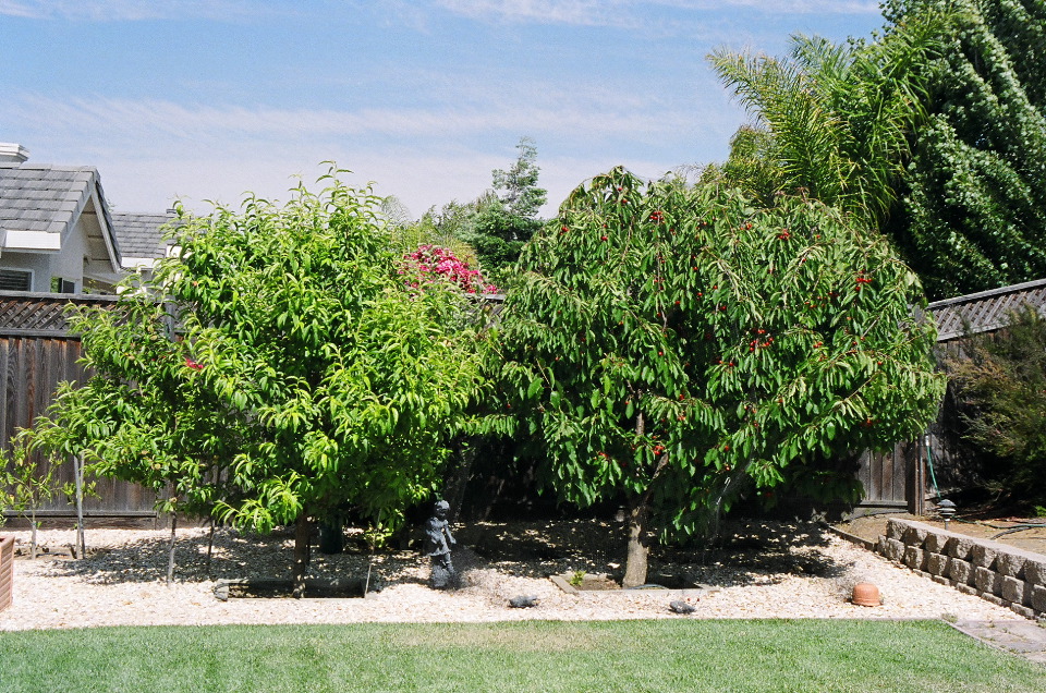 Peach And Cherry Trees