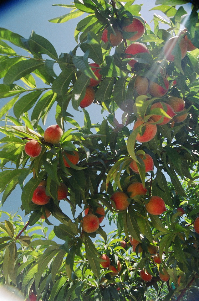 Full Peach Crop (2005)