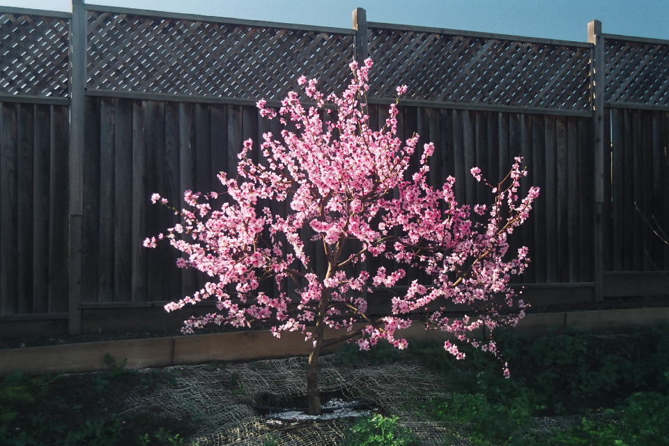 Doughnut Peach in Full Bloom