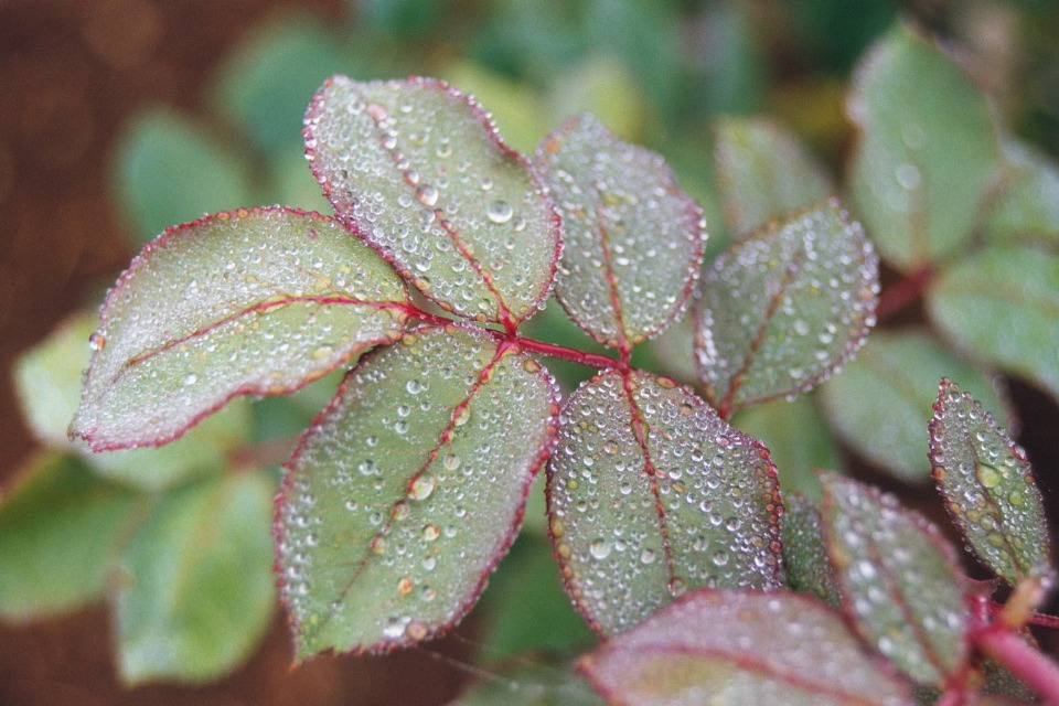 Dew on Rose leaf