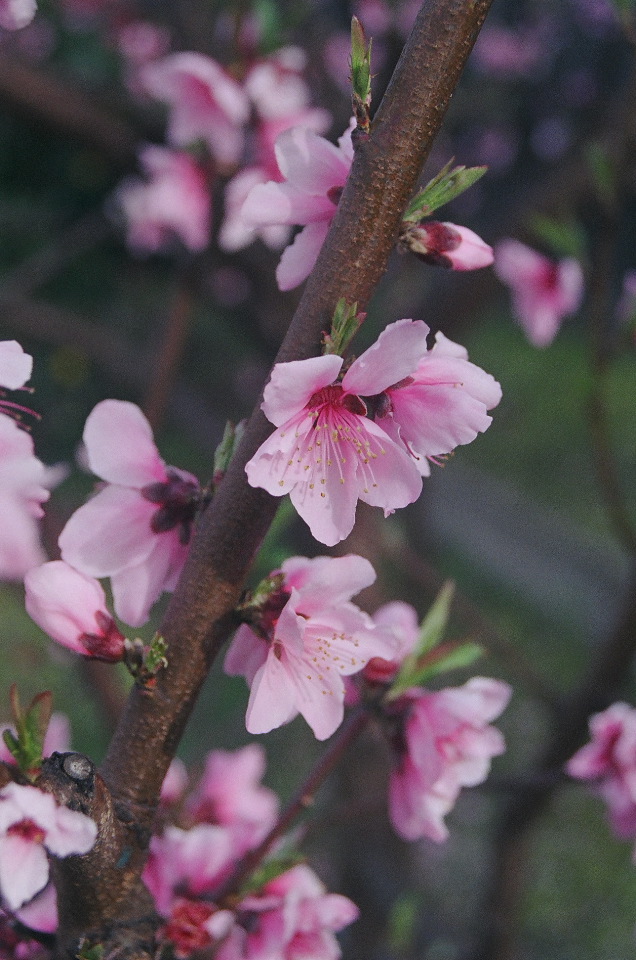 Doughnut Peach Blossoms