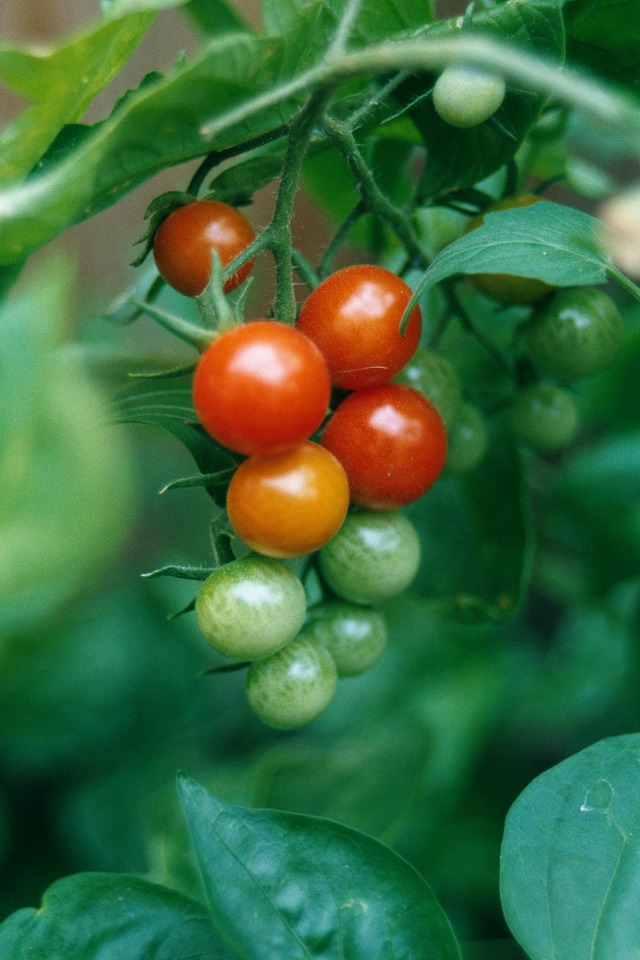 Hanging Garden