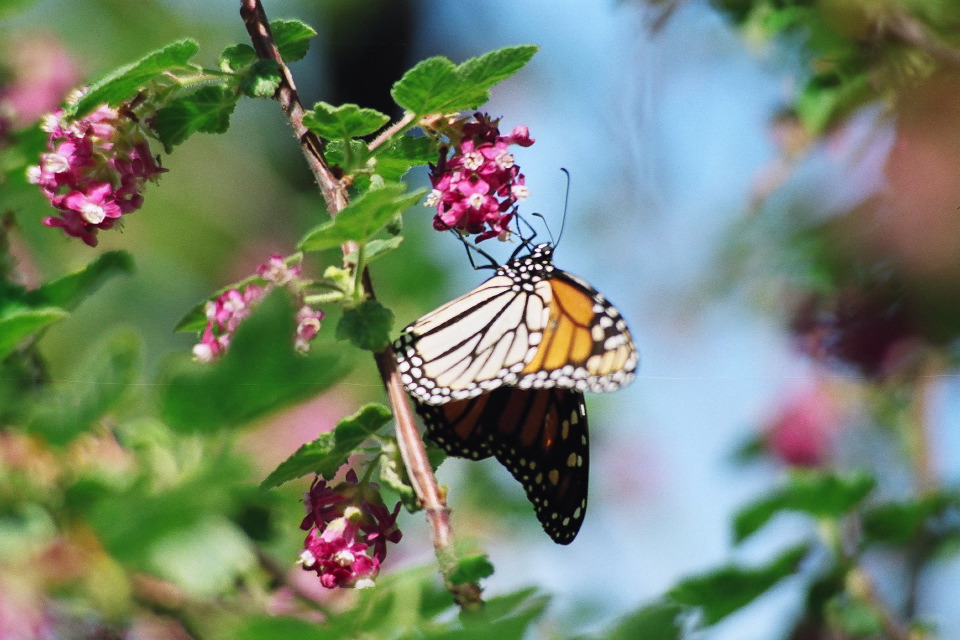 Monarch On A Flower