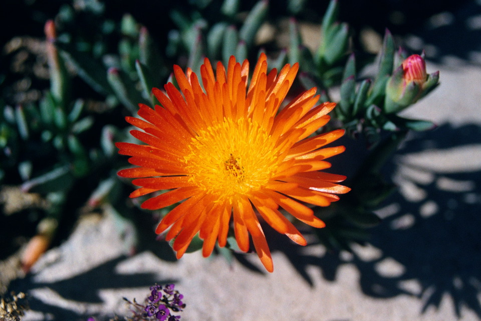 Orange Sunburst