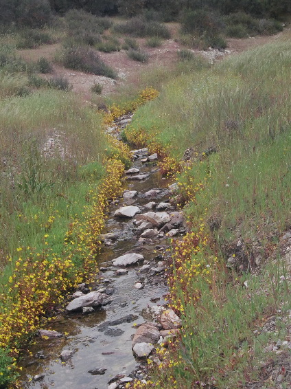 Pinnacles: The Yellow Brook Road