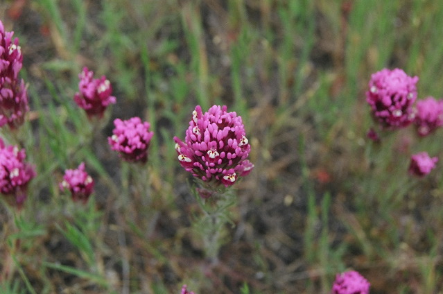 Pinnacles: Wildflowers