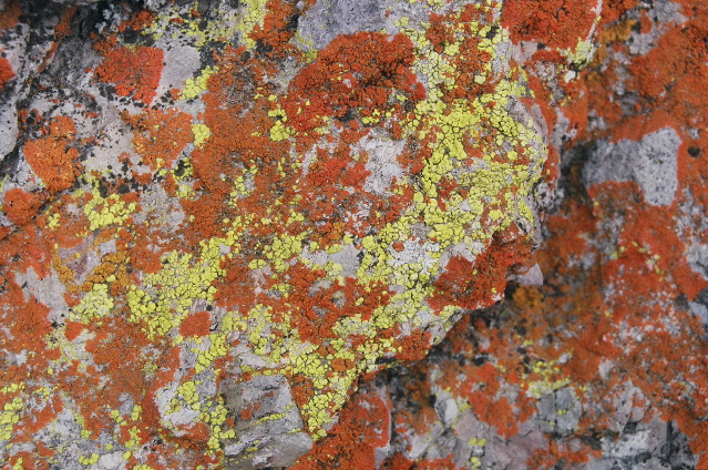 Pinnacles: Orange and Yellow Lichen