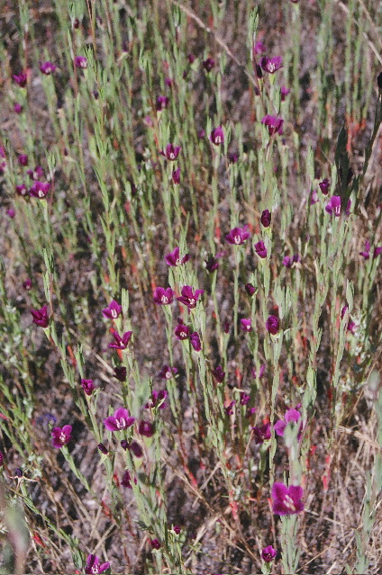 Pinnacles: Wildflowers